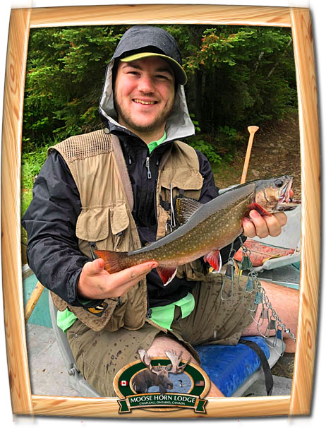 Brook Trout